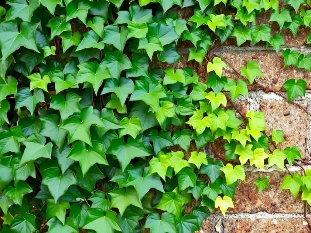 How to Care for Ivy in Different Seasons: Winter Cold Protection and Summer Heat Prevention Tips(1)
