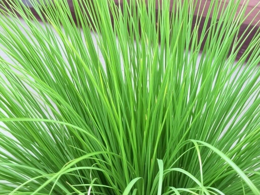 How to Care for Mirror Grass: 7 Key Tips