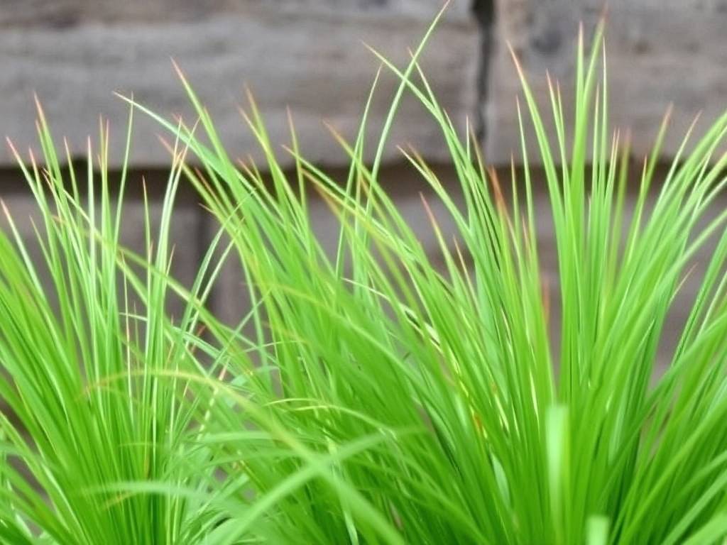 How to Care for Mirror Grass: 7 Key Tips(1)