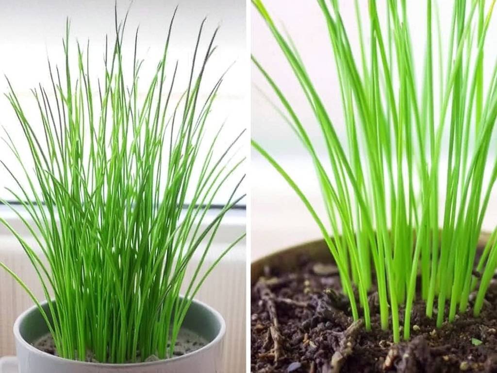 How to grow mirror grass indoors - Humidity regulation, Watering and soil Tips