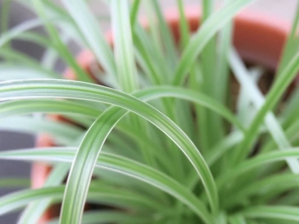 How to care for Mirror Grass plants: Solving Common Problems such as drooping leaves and leaf spots