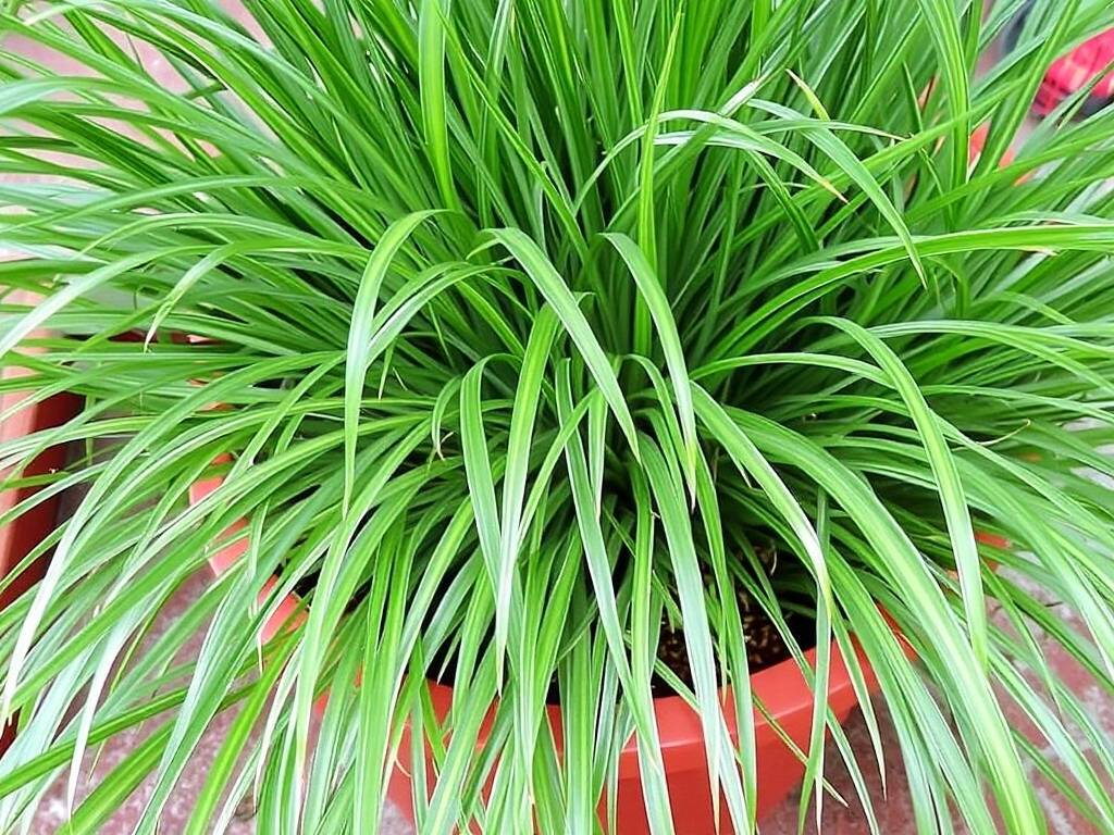 How to care for Mirror Grass plants: Solving Common Problems such as drooping leaves and leaf spots(1)