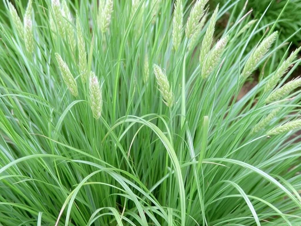 How to care for Mirror Grass - From division Propagation to Pruning(1)