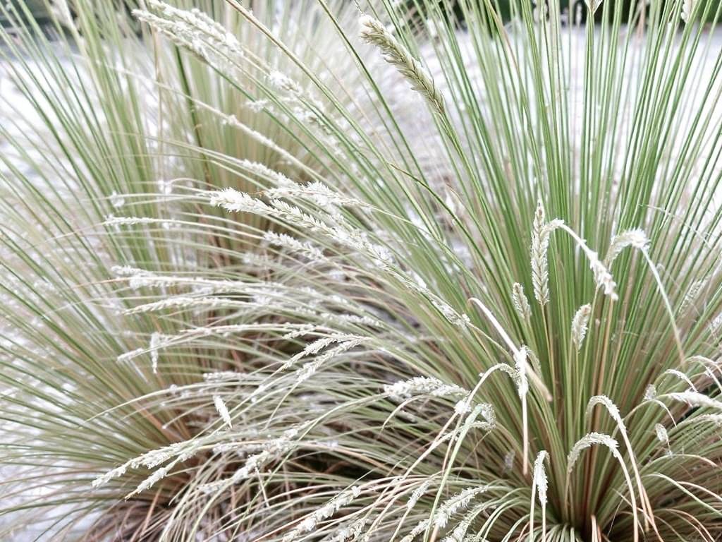 How to care for mirror Grass in different seasons: Tips for keeping warm in Winter and cooling down 