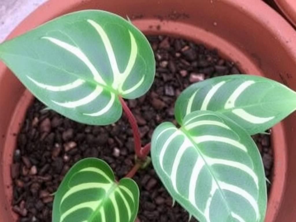 How to Care for Monstera: From Soil Mixing to Pruning(1)