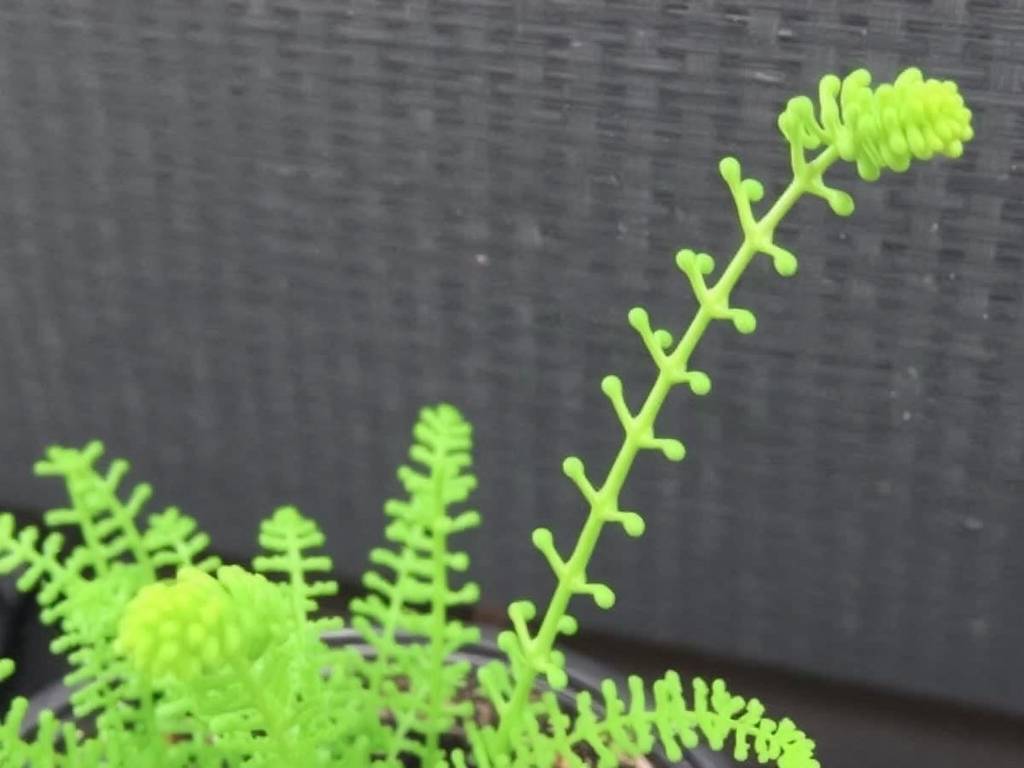 How to Grow Asparagus Fern: Key Knowledge for Daily Care