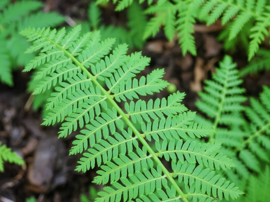 How to Prevent and Treat Asparagus Fern Pests and Diseases: Solutions to Common Problems(1)