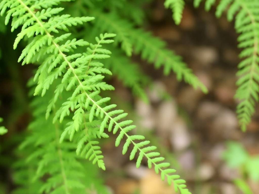 How to Identify Asparagus Fern Varieties: Care Differences Between Different Types(1)
