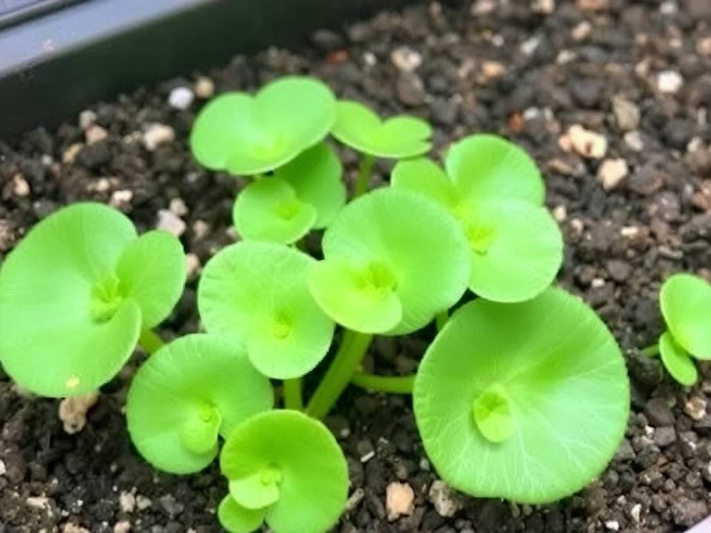 How to Grow Pennywort: Key Daily Care Knowledge for Hydroponic and Soil-Grown Plants(1) How to Grow Pennywort: Key Daily Care Knowledge for Hydroponic and Soil-Grown Plants(1)
