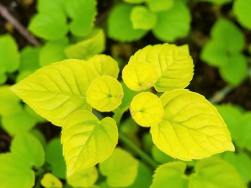  How to Prevent and Treat Pennywort Pests & Diseases: Solutions to Yellow Leaves(1)