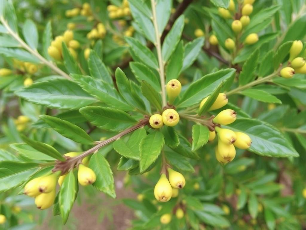 How to identify the varieties of Chrysalidocarpus lutescens? How to identify the varieties of Chrysalidocarpus lutescens?