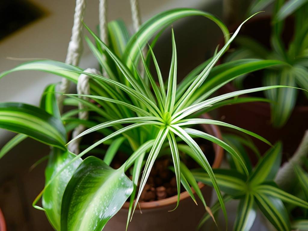 How to care for indoor plants like spider plants?