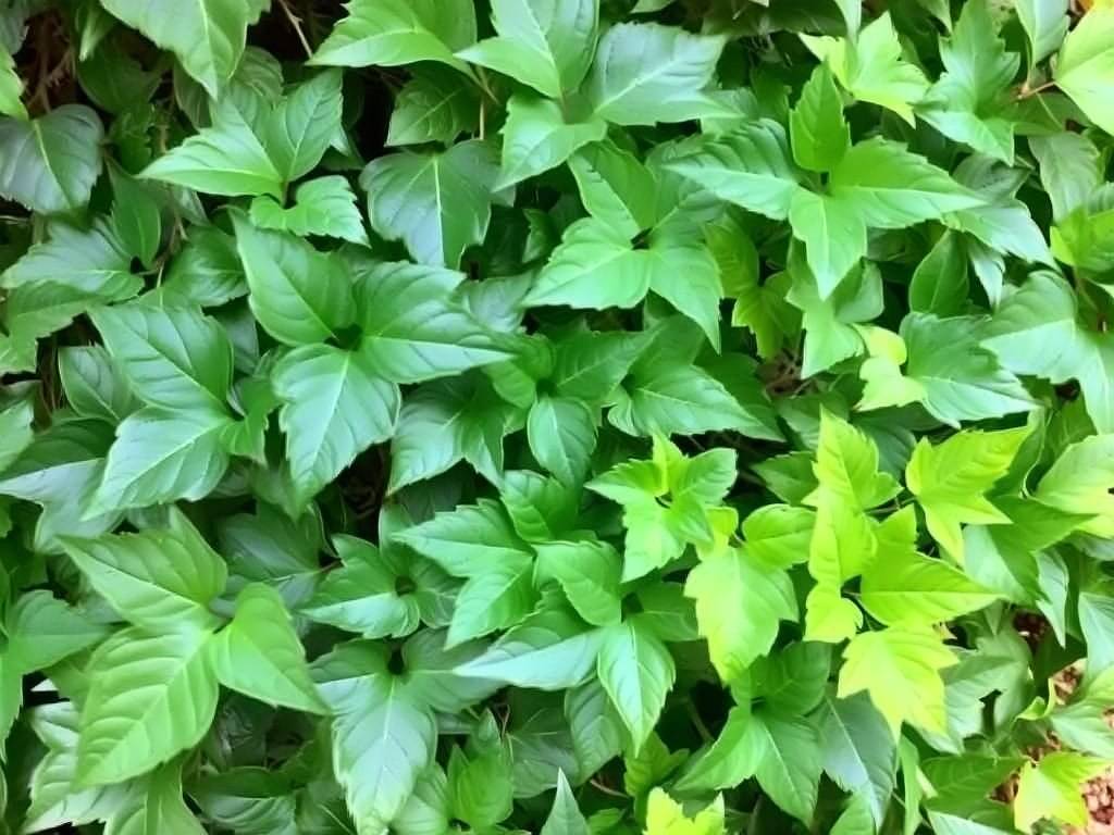 How to identify ivy varieties? Different categories(1)