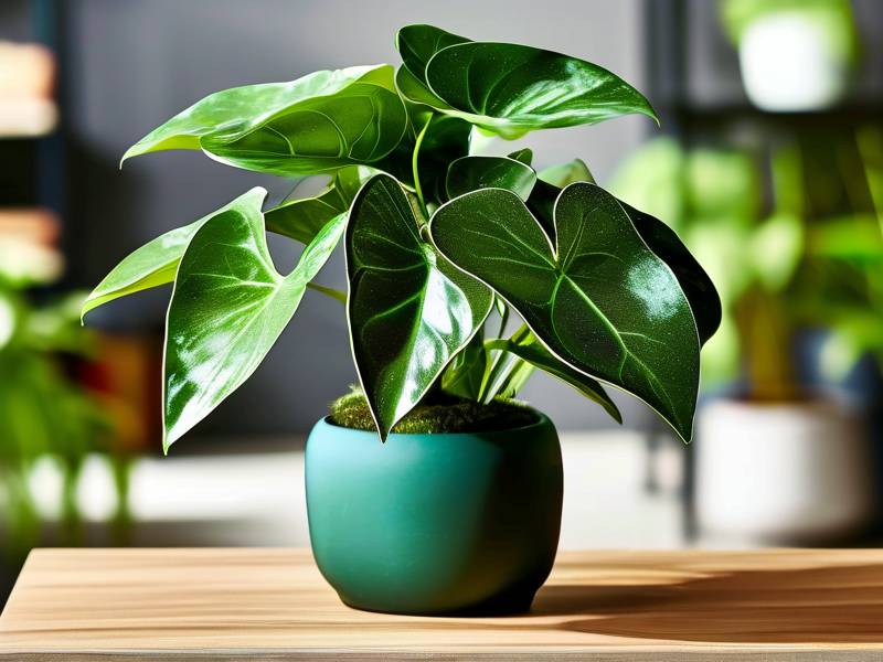 How to Care for Clumping Green Plants - Full Shape No Sparseness Care Secrets