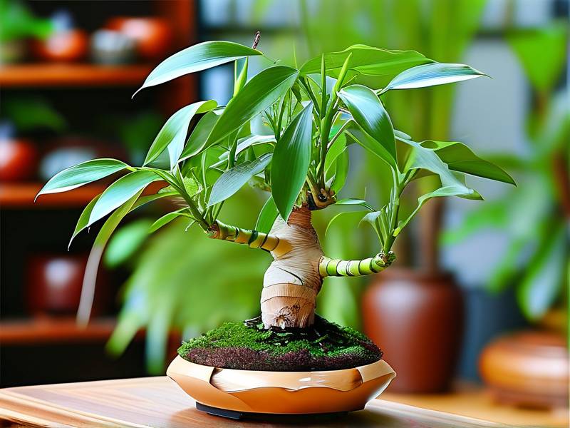 How to Care for Braided Lucky Bamboo - Shape Fixing Healthy Growth Care Essentials