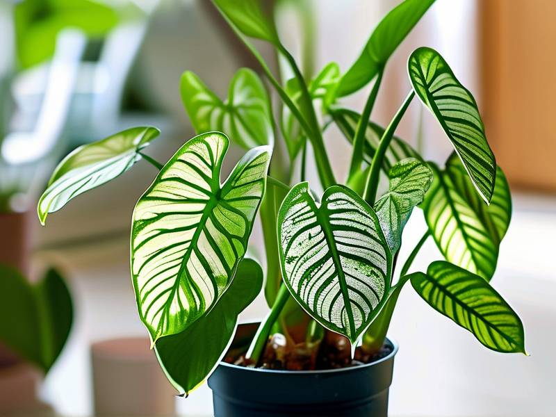 How to Care for Dieffenbachia Picta - Shade Tolerant Moist Variegated Leaves High Ornamental Value