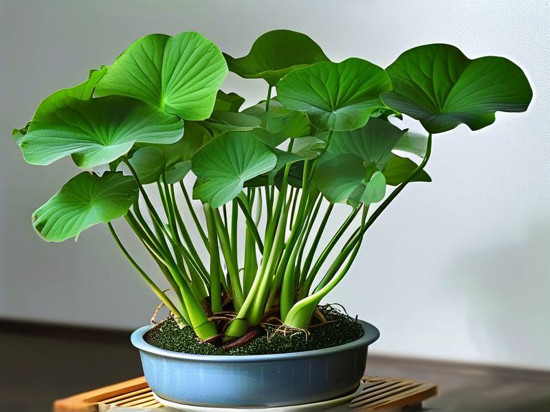 How to Care for Rohdea Japonica - Shade Tolerant Moist Dark Green Leaves Lucky Symbol Plant