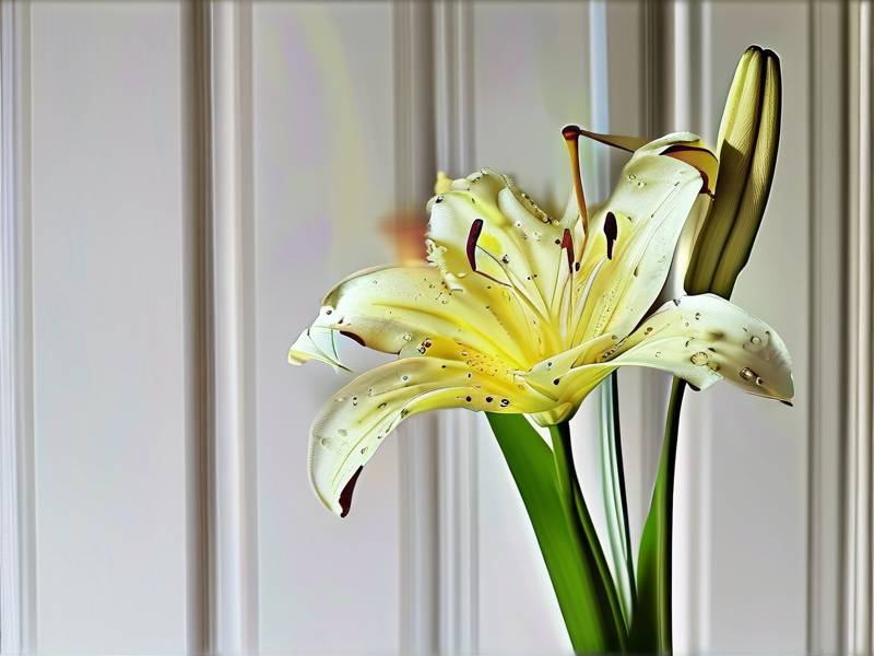 How to Stop Lily Stems From Drooping