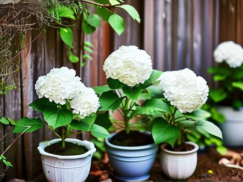 How to Grow Hydrangeas in Small Gardens