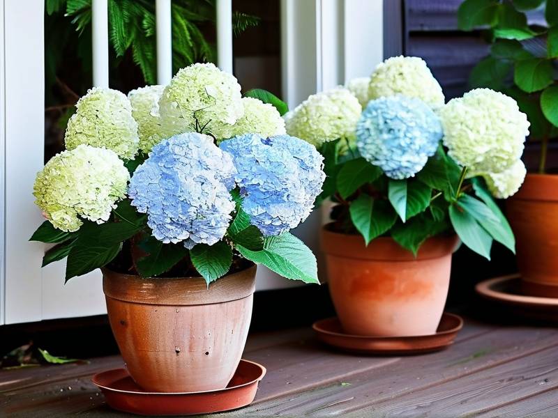 How to Care for Potted Hydrangeas Outdoors