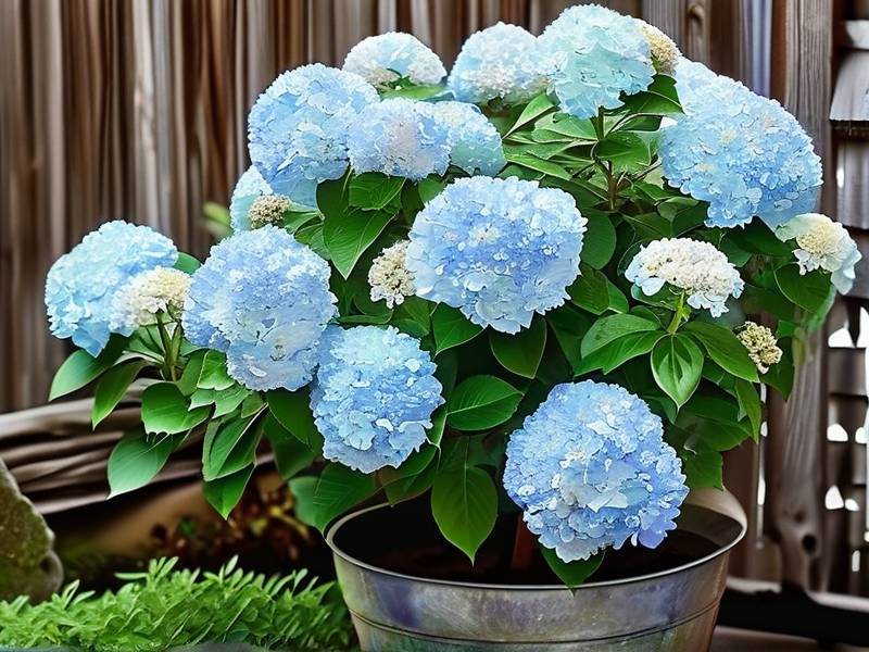 How to Revive a Dying Hydrangea Bush