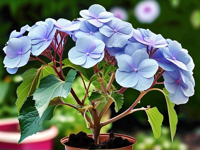 How to Grow Hydrangeas in Acidic Soil