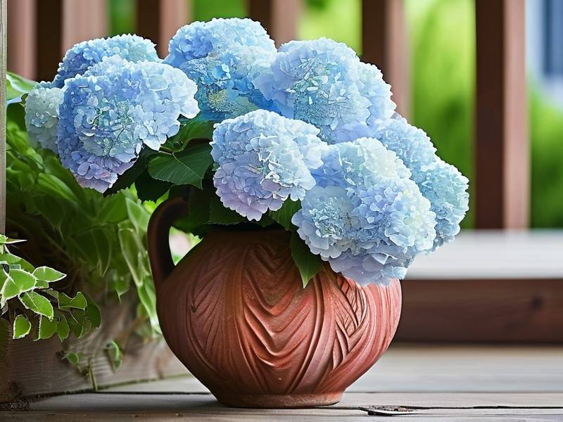 How to Choose the Best Hydrangeas for Your Garden