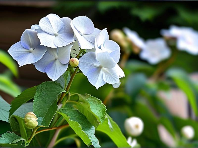 How to Grow Hydrangeas That Don’t Wilt