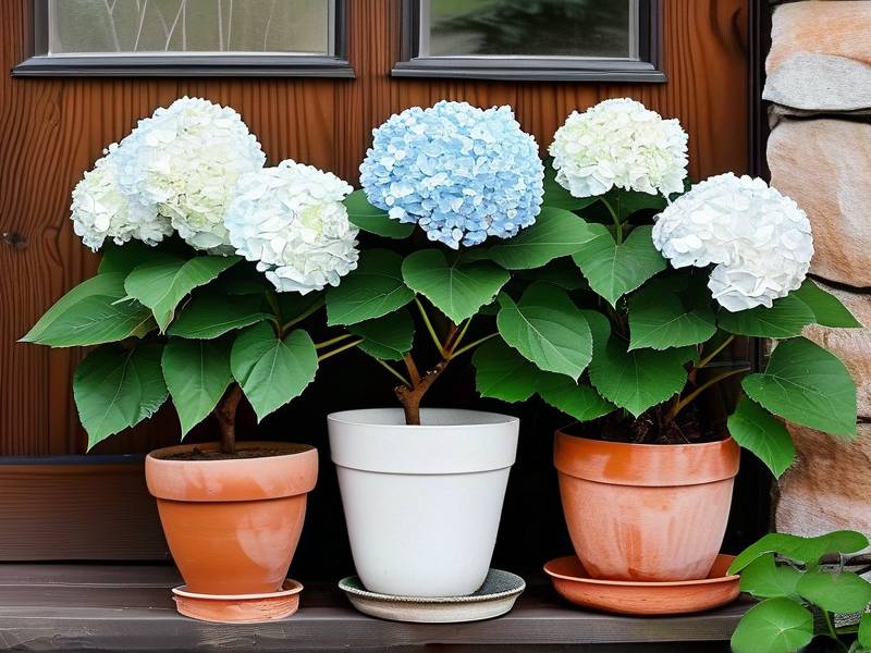 How to Care for Hydrangeas in Winter