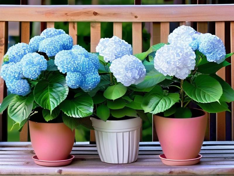 How to Change Hydrangea Color to Blue or Pink