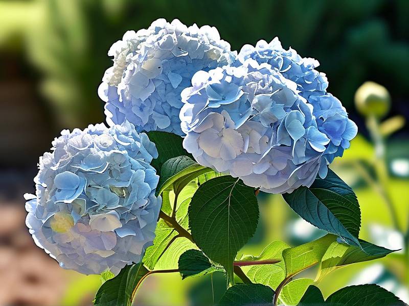 How to Keep Hydrangeas Blooming All Summer