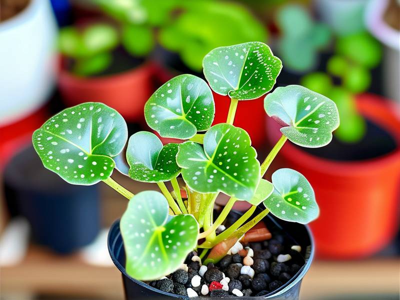 How to Care for Peperomia Obtusifolia - Mini Compact Shape Desktop Easy Care Survival