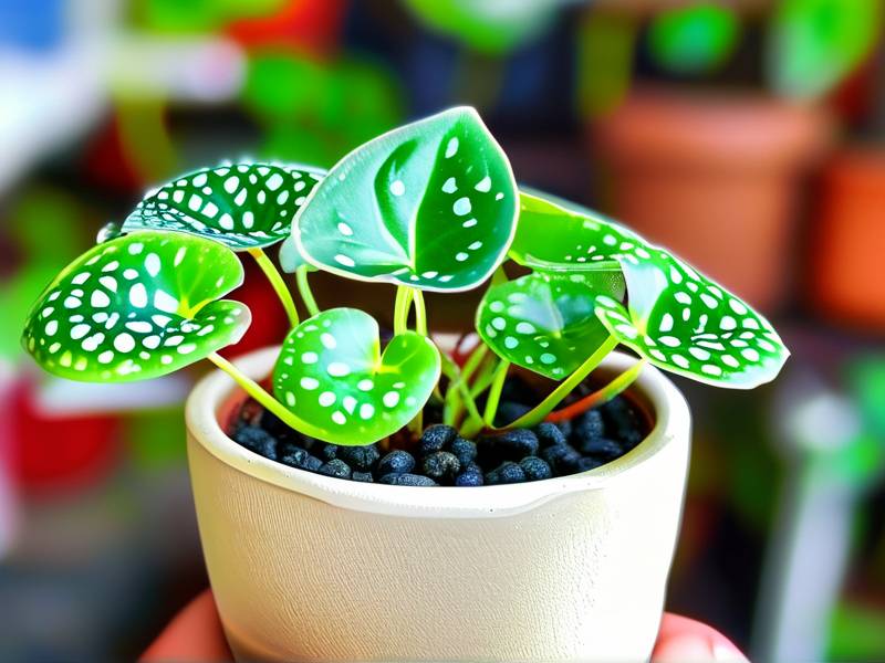 How to Care for Peperomia Obtusifolia - Shade Tolerant Moist Small Compact Glossy Green Leaves
