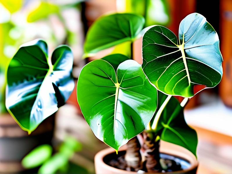 How to Care for Single-Stem Pachira Aquatica – Warm Sunny Single Stem Shiny Leaves(1) How to Care for Single-Stem Pachira Aquatica – Warm Sunny Single Stem Shiny Leaves(1)