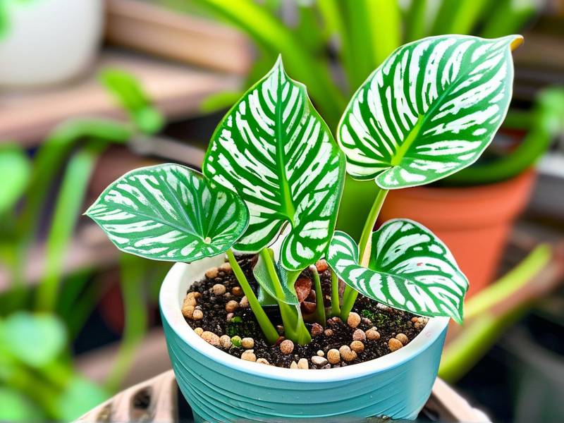 How to Care for Short-Leaf Snake Plant – Shade Drought Tolerant Short Variegated Leaves