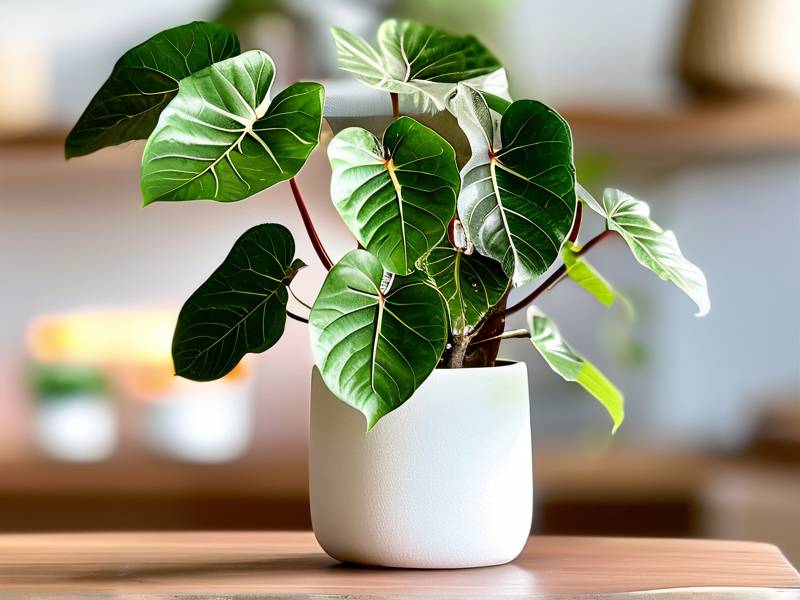 How to Care for Mini Fiddle Leaf Fig – Full Sun Ventilated Compact Fiddle Leaves(1) How to Care for Mini Fiddle Leaf Fig – Full Sun Ventilated Compact Fiddle Leaves(1)