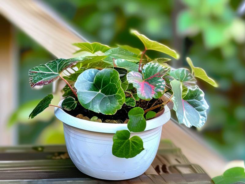 How to Care for Small-Leaf Ivy – Semi-Shade Drought Tolerant Small Climbing Vines
