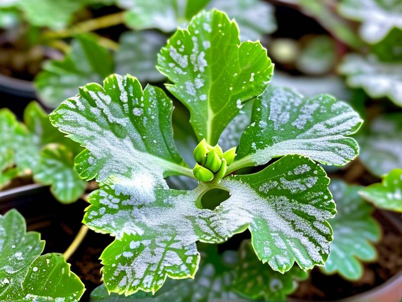 How to eliminate spider‑mite webbing on cissus antarctica foliage(1)