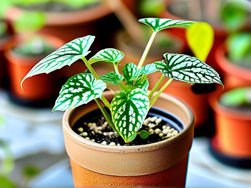 How to eliminate broad‑mite crumpled new‑growth on peperomia caperata