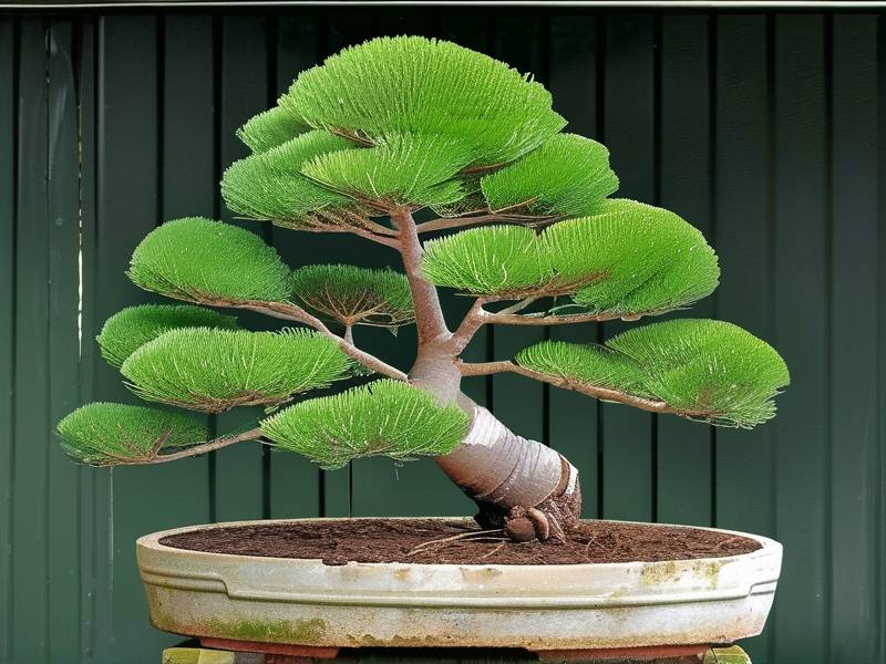 How to rescue dying chamaecyparis pisifera with root‑rot decay