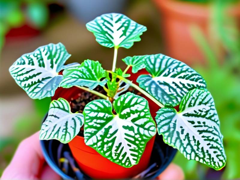 How to get rid of whitefly‑infested euphorbia fulgens foliage(1) How to get rid of whitefly‑infested euphorbia fulgens foliage(1)